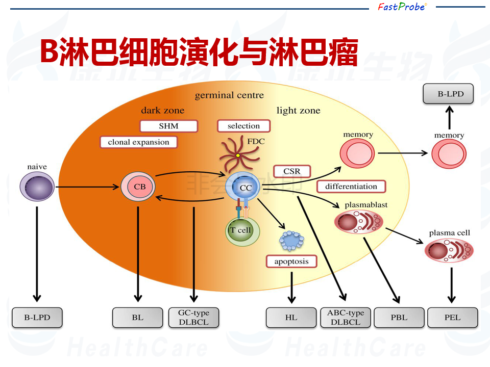淋巴瘤FISH检测10件事 中到大大细胞篇_03.png